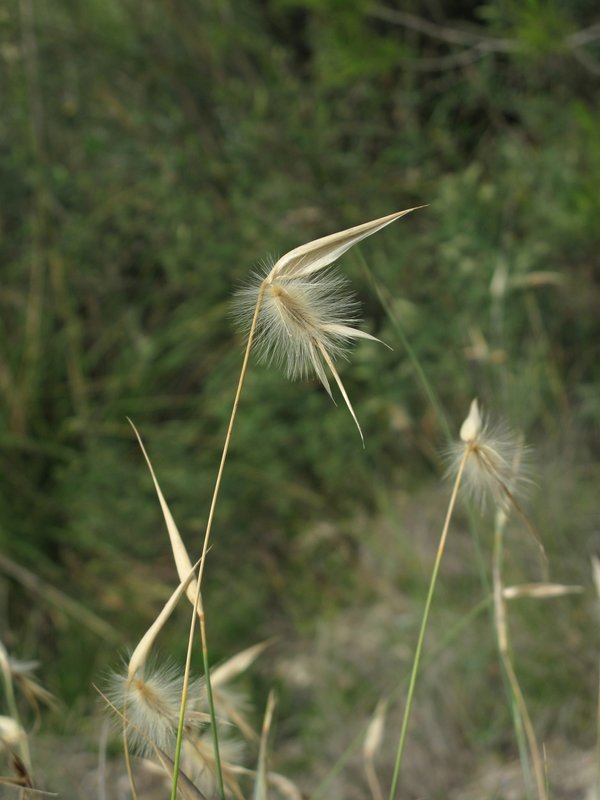 Lygeum spartum